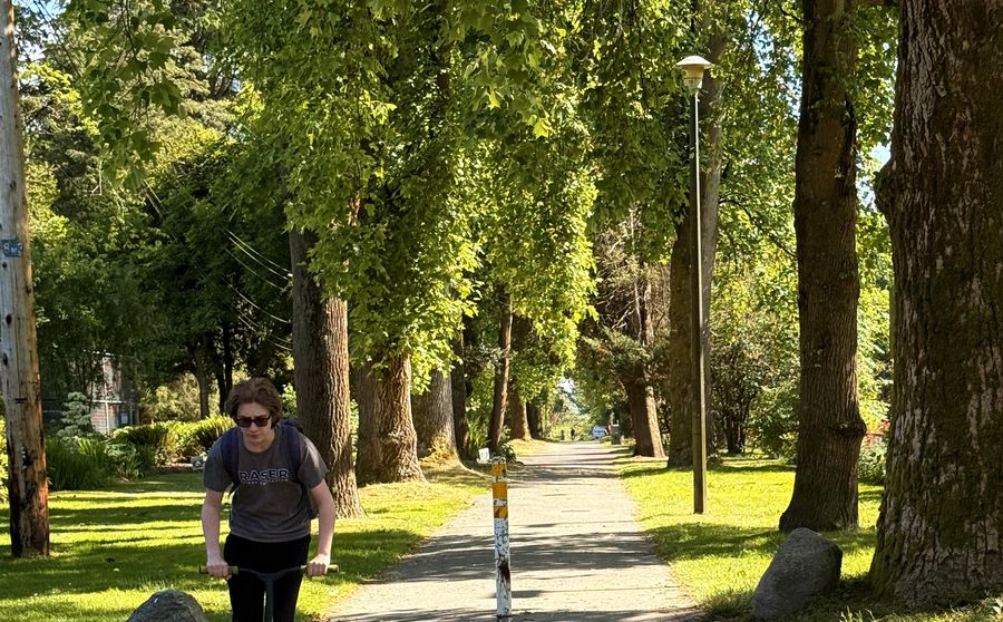 Tree-lined path