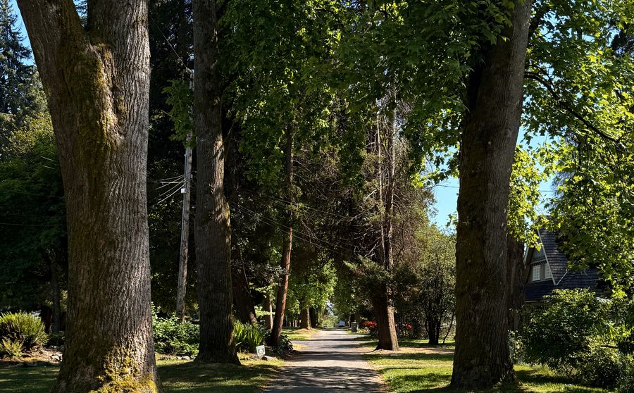 Park pathway